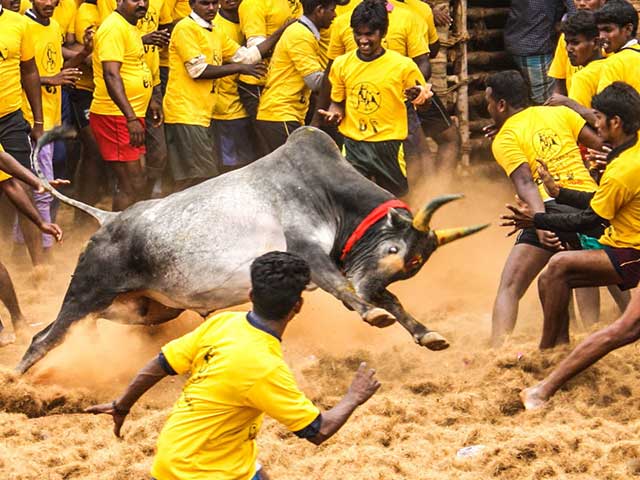 #WaterCooler Moment: All You Need To Know About Jallikattu