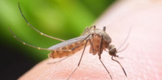 Home Remedies For Mosquito Bites That Really Work