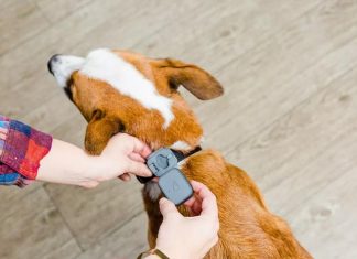 Now Tracking Your Faithful Friend And Keeping Him Fit Got Easier!