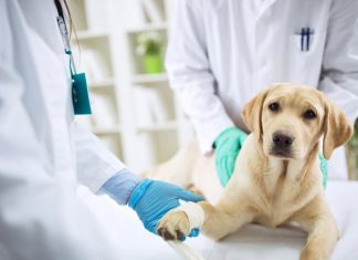 5 Signs That Say It’s Time To Take Your Dog To The Vet