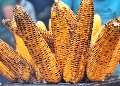 The flavor and frangrance of corn is incredibly joyful, especially during monsoon.