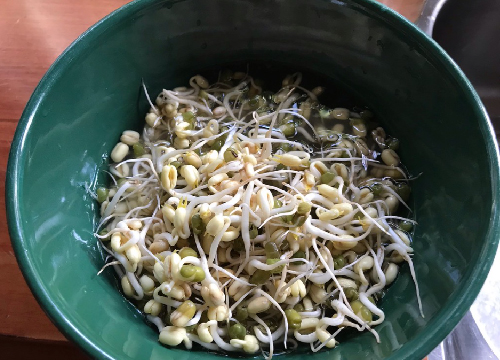Sprouts are more nutritious than its seeds.